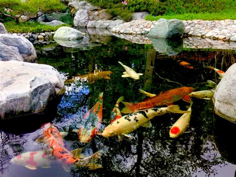 koi carp fish|Koi Carp Pond Fish: An In.